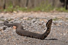 Cottonmouth With Head Up Alert On Road