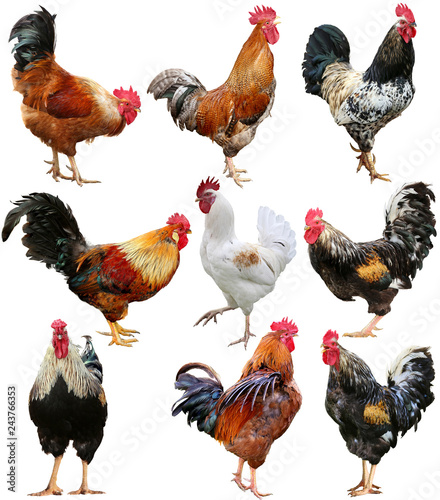 Fotografía Chicken Colorful Rooster cock set isolated on a white background.