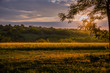 © liubovsolo - Colorful sunset over wheat field with lens flare.
