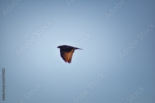 Fotografie, Obraz Adult Swainson's hawk (Buteo swainsoni) large Buteo hawk of the Falconiformes