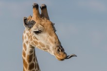 Giraffe (Giraffa Camelopardalis) With Outstretched Tongue, Portait, Nxai Pan National Park, Ngamiland District, Botswana, Africa