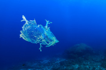 Wall Mural - Plastic Pollution - a discarded, shredded plastic bag floats underwater in a clear, blue, tropical ocean