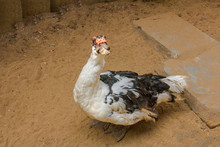 Old Black White Indo Duck On A Farm. Muscovy Duck
