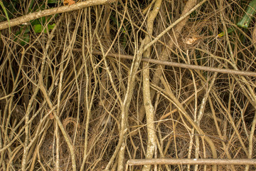 Wall Mural - gray thick dry branches in the forest