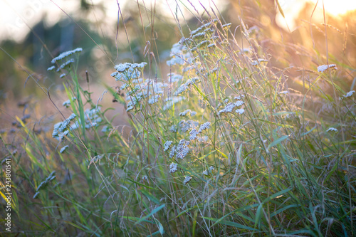 summer background, summer mood, blooming yarrow in the rays of the setting sun