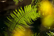 backlit fern with glowing yellow leaves