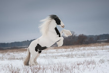 Beautiful White Rearing Gypsy Horse With The Mane Flutters On Wind On The Snow-covered Field In The Winter