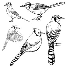 Hand Drawn Birds. Blue Jay. Vector Sketch  Illustration.