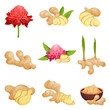 Flat vector set of ginger icons. Fresh roots with slices, flowers and powder. Aromatic spice. Natural food
