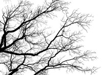 Tree Leafless Branches, Black Silhouette Of Old Oak Tree Crown On White Clear Sky Background, Bare Tree Branches Texture