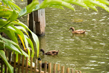 2 ducklings in the water