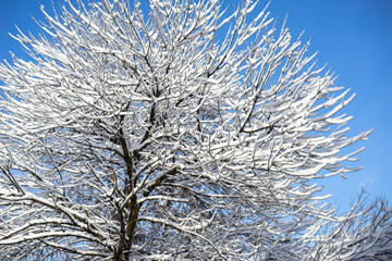 branches tree covered with heavy snow on pure blue sky background