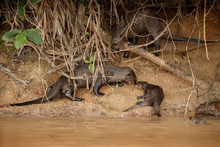 Giant River Otter Feeding In The Nature Habitat. Wild Brasil. Brasilian Wildlife. Rich Pantanal. Watter Animal. Very Inteligent Creature. Fishing, Fish.