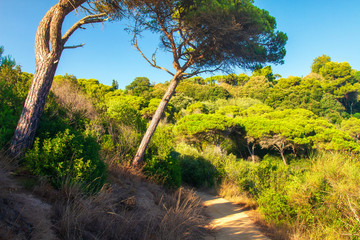 Fototapete - Hiking trek in forest park in Lloret de Mar, Spain.