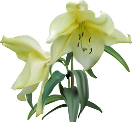 golden lily with two blooms isolated on white