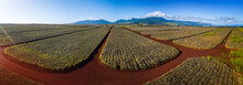 Panorama Of The Pinapple Plantation On Hawaii