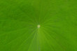 Close up on a green lotus leaf