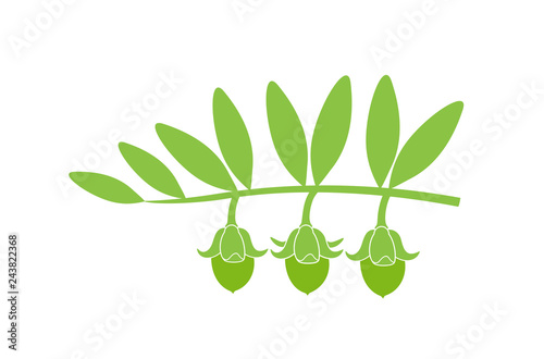 Fotografie, Obraz Jojoba plant. Isolated jojoba on white background