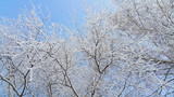 Fototapeta Na sufit - Beautiful branches of birch covered with snow and hoarfrost