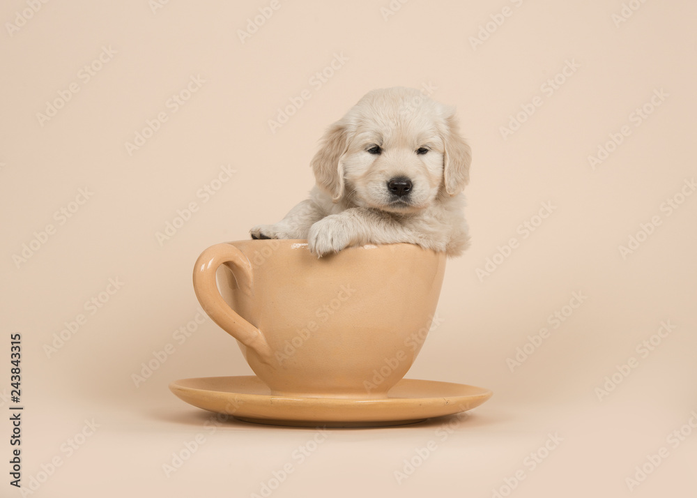 Cute golden retriever puppy sitting in a cup and saucer on a sand colored background - obrazy, fototapety, plakaty 