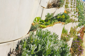 Wall Mural - Detail of flower pots from a vertical garden on a concrete wall.