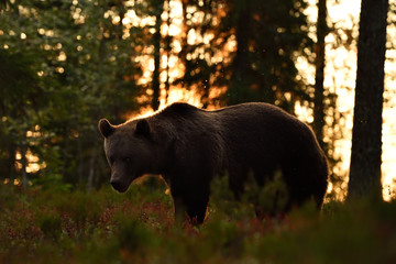 Wall Mural - bear in forest at sunset