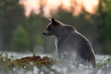 Wall Mural - brown bear after sunset