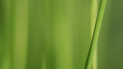 Wall Mural - Defocus green spring grass in slow motion