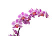 Pink orchid flowers, isolate on white background