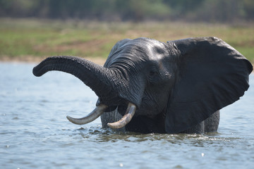 Wall Mural - Elefant im Wasser