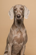 Portrait of a proud weimaraner dog on a sand colored background