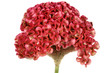 Red cockscomb flower on white background.