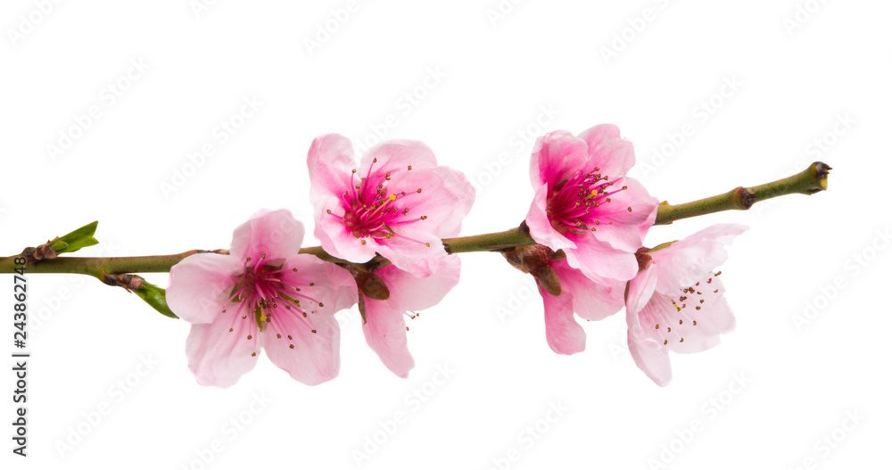 sakura flowers isolated - obrazy, fototapety, plakaty 