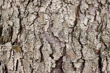 Texture pine bark cracks in the rays of sunlight. The original structure of deep cracks on the bark of a tree. Nature concept for design.