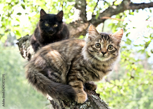 Fotografie, Obraz Scared tabby and s kittens are sitting on a branch on apple tree