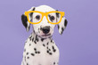 Portrait of a cute dalmatian puppy dog on a purple background wearing big yellow glasses facing the camera