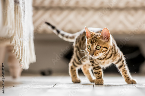 Fotografía A Bengal kitten standing in a living room ready to pounce at something under a f