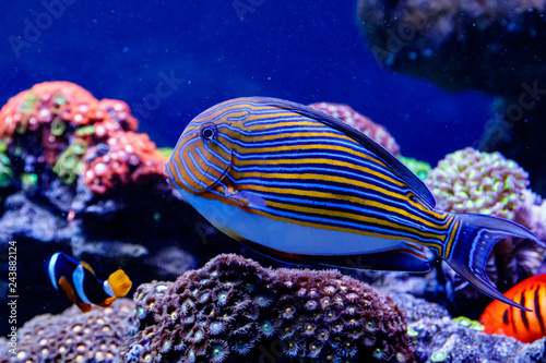 Obraz Dibond Fish Striped Surgeon Acanthurus lineatus