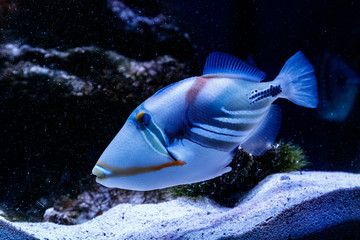 Wall Mural - Fish Painted Triggerfish Rhinecanthus aculeatus