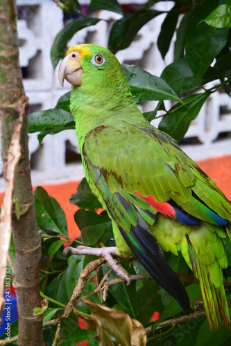 Perroquet Vert Portobelo Panama Green Parrot Portobelo Panama Stock Photo Adobe Stock