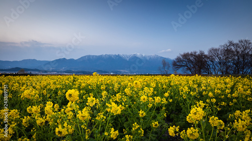 滋賀県 守山第一なぎさ公園 菜の花 Stock Photo Adobe Stock