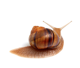 Snail isolated on white background