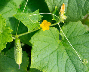 Poster - Cucumber plant. Cucumber growing on bush in the garden.