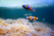 Clown / Anemone Fish swim around Sea Anemones in the sea.