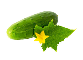 Poster - Cucumber plant. Cucumber with leaf and flowers isolated on white.