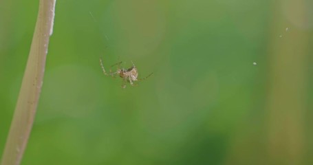 close up view of small spider working on the net