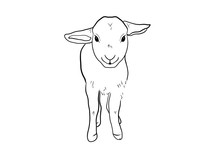 Lamb Line Draw Illustration