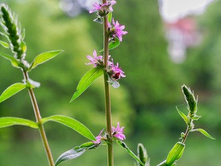 Canvas Print - Loosestrife 