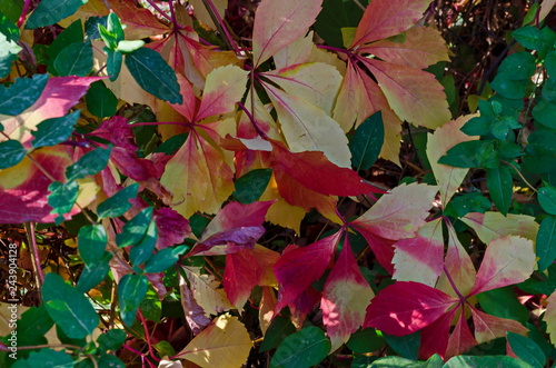 Fotografía Natural background from autumnal foliage of red, yellow, green, rose, white leav
