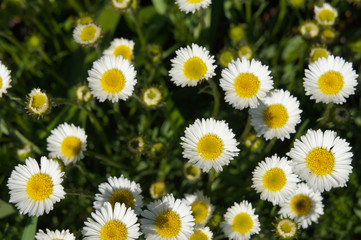 Wall Mural - Erigeron compositus or dwarf mountain fleabane or cutleaf daisy white flowers